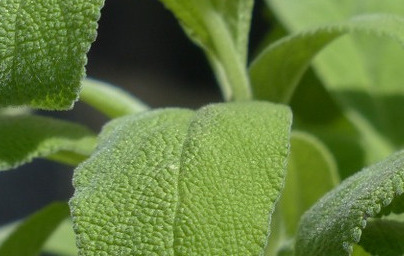 Градински чай (Salvia officinalis)