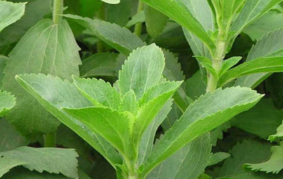 Стевия (Stevia rebaudiana)